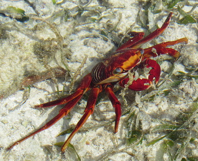 This little crab had the most vivid colours I've ever seen, red and orange and blue eyes. I believe it is called a Sally Lightfoot crab.