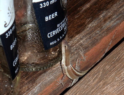 This little guy really was thirsty as he licked the moisture off a Corona beer bottle.