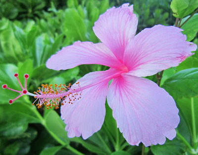 A pink hibiscus blooms in the gardens of Harbour Club Villas and Marina