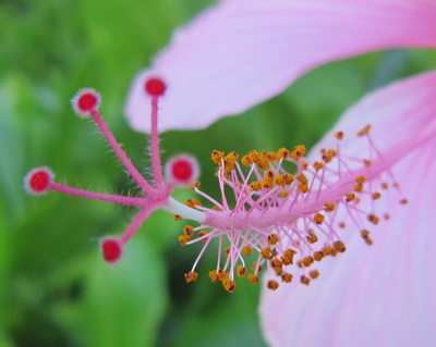 A closeup showing the pistil and stamens of the hibiscus.