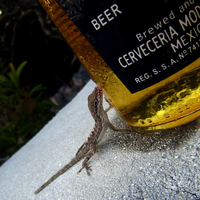 A sunset drink with our friendly little Anole Lizard