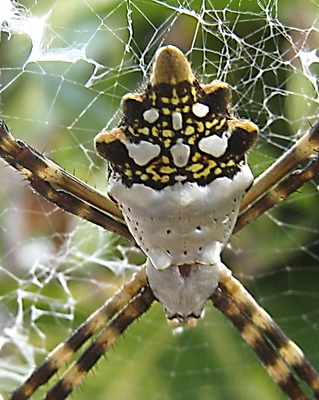 White , yellow and stripes of this unique looking spider
