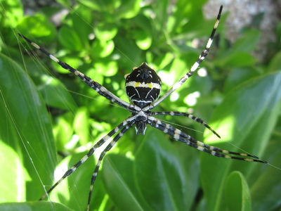 The underside of the Silver Argiope spider as it spins its web.