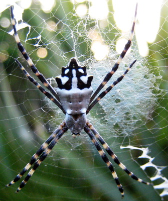 This one went crazy spinning his web!