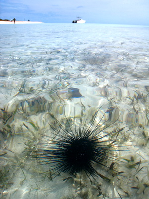 The water was calm and clear as you can see and I spotted this sea urchin in the shallows. It made for an interesting photo!