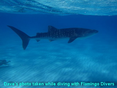 That's "little" Mickey swimming along to get up close to the whale shark. Thanks Paul for this great shot!