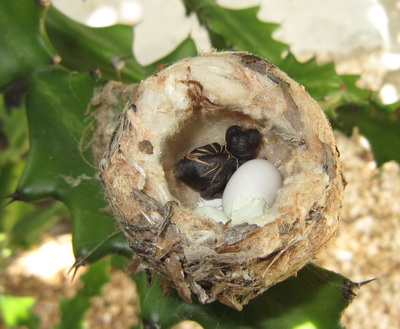 Peaked in the nest today and surprise, surprise, there it was, a tiny little hummingbird has hatched.  