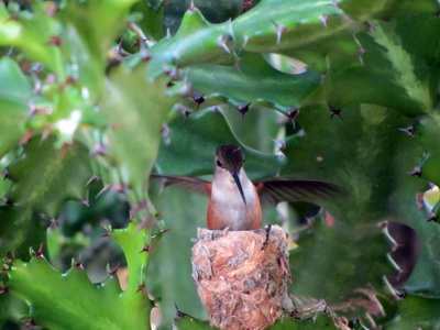 The mother hummingbird tending to her young.