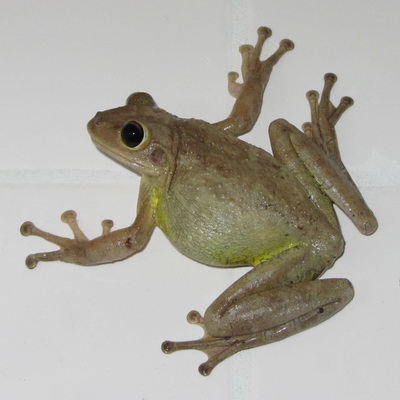 I just love the frog's legs.........suction cups for holding onto slippery wet shower stall tiles