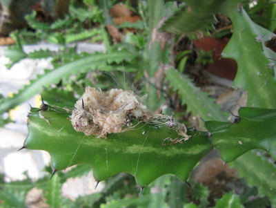 I looked and looked trying to find the little hummingbird's nest........finally, there it was!