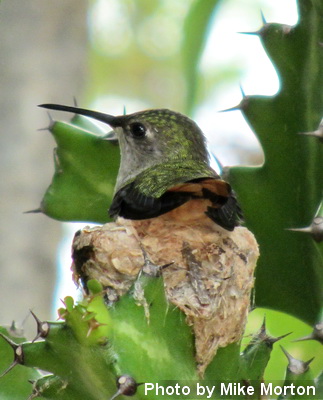 Nesting hummingbird hidden in the cactus tree close by our walkway to our house at Harbour Club Villas