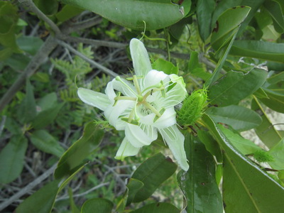 I caught a glimpse of something white and there it was, a beautiful passion flower. 