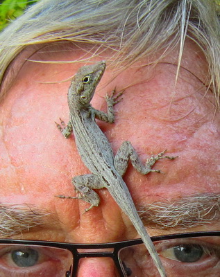 An anole lizard takes a closer look at Barry's forehead