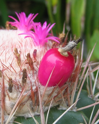Turks Head Cactus has a seed pod that is just like a mini rosy red apple.