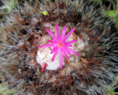 A close up of the pretty delicate looking flower of the Turks Head Cactus