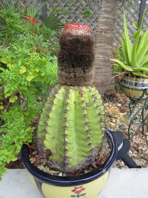 This is my mature Turks Head cactus....I'm thinking it has to be at least 25 years old.