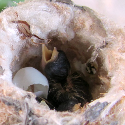 Here's the cracked egg and you can just see the yellow beak of the second, newly hatched humminbird