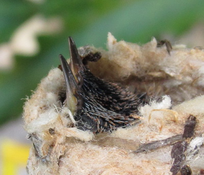 Twin beaks peaking out of the nest which is made of silks and apparently expands a bit as they grow.