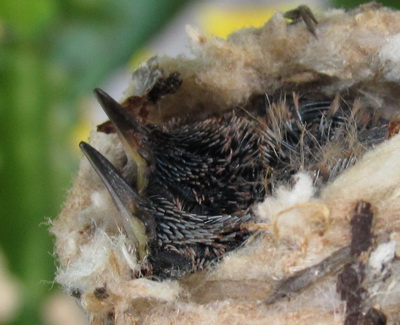 A close up shows the little ones nestled together with beaks resting on the edge of the nest.