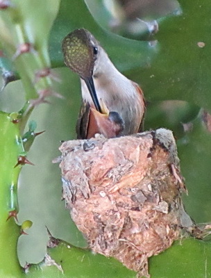 Here's the MaMa hummingbird feeding one of the babies that I managed to catch on camera.