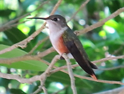 The Mama Bahama woodstar humming bird watches me from a nearby branch