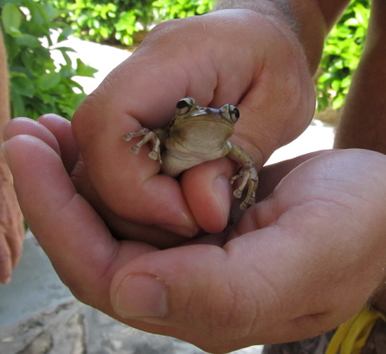 Mike frees the small tree frog and we let him go into the bushes and shrubs by one of the villas.