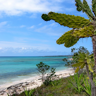 Cactus tree found out at Malcolm Roads beach on Providenciales Turks and Caicos Islands