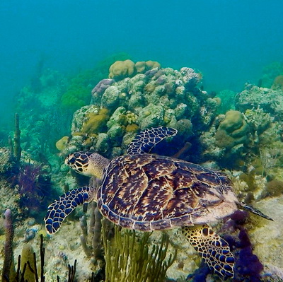Snorkel with hawksbill turtle at Smith's Reef