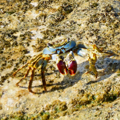 A crab scurries along the rocks