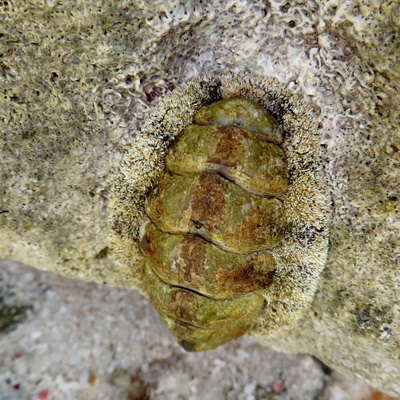 Chitons attached to the rocks