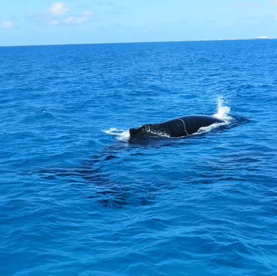 Humpback Whale watching with Salt Cay Divers in the Turks and Caicos Islands