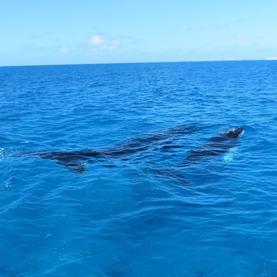 Humpback whales and whale watching excursions with Salt Cay Divers in the Turks and Caicos Islands