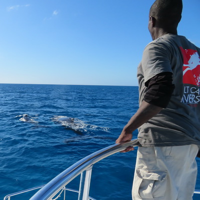 Whale watching with Salt Cay Divers in the Turks and Caicos Islands