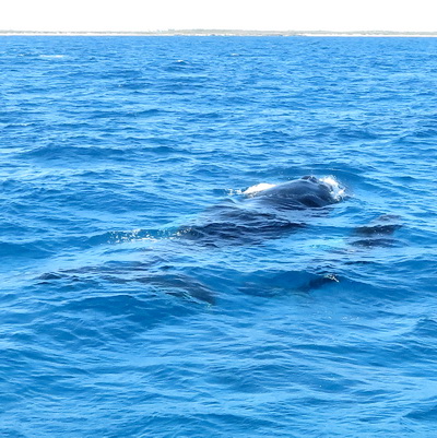 Humpback Whale watching with Salt Cay Divers in the Turks and Caicos Islands