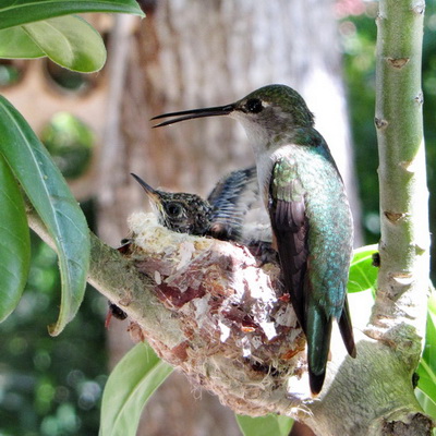  At about two weeks old, the baby hummingbird is filling the nest nicely