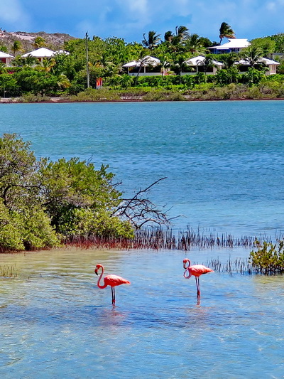 Flamingos and other water birds at villa vacation rentals at Harbour Club Villas and Marina on Providenciales Turks and Caicos Islands