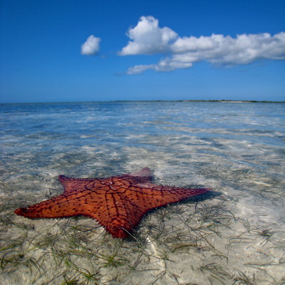 A pin cushion star fish in the shallows of the sandbar at Bonefish Point