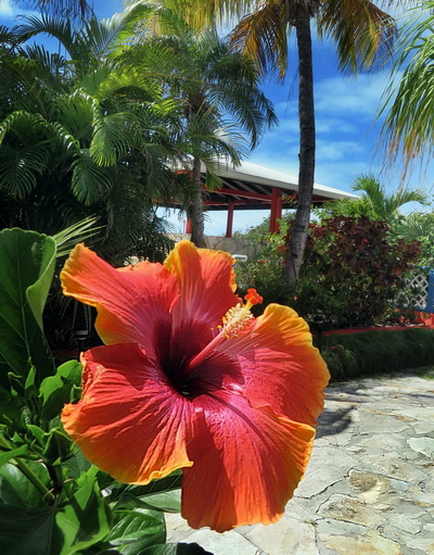 Hibiscus at our villa vacation rentals at Harbour Club Villas and Marina on Providenciales Turks and Caicos Islands