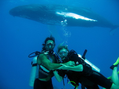 Scuba diving with humpback whales on Providenciales in the Turks and Caicos Islands