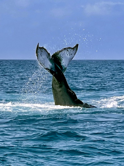Whale watching excursions and scuba diving with whales on Providenciales Salt Cay and Grand Turk in the Turks and Caicos Islands