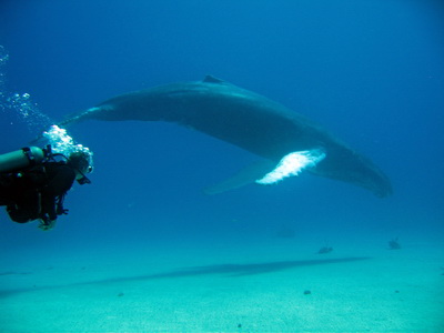 Diving and spotting humpback whales on Providenciales Turks and Caicos Islands
