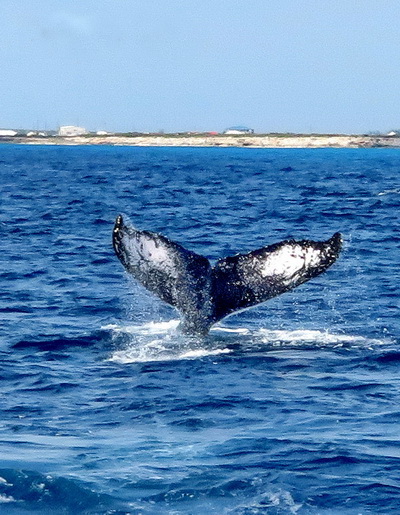 Whale watching excursions and scuba diving with whales on Providenciales Salt Cay and Grand Turk in the Turks and Caicos Islands