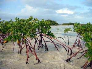 The all important Mangrove | MyTurksAndCaicosBlog.com