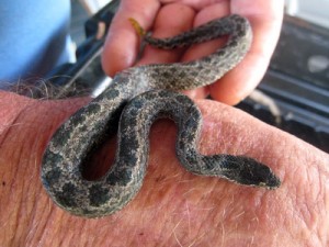 Turks And Caicos Dwarf Boa 