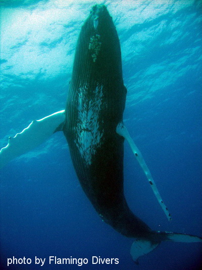 Grand Turk | MyTurksAndCaicosBlog.com